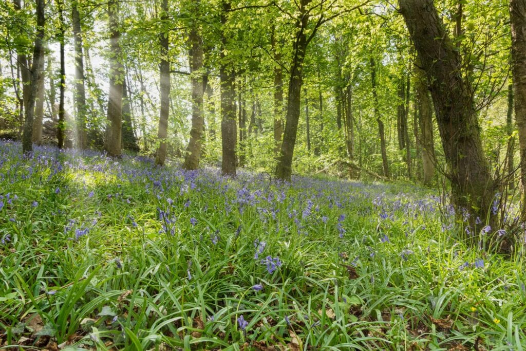 Sunlight streaming through trees onto a bluebell clearing.