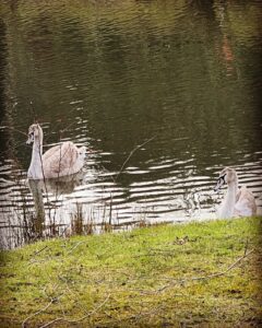 Swans