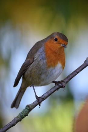 The Red Red Robin - Rockingham Forest Park