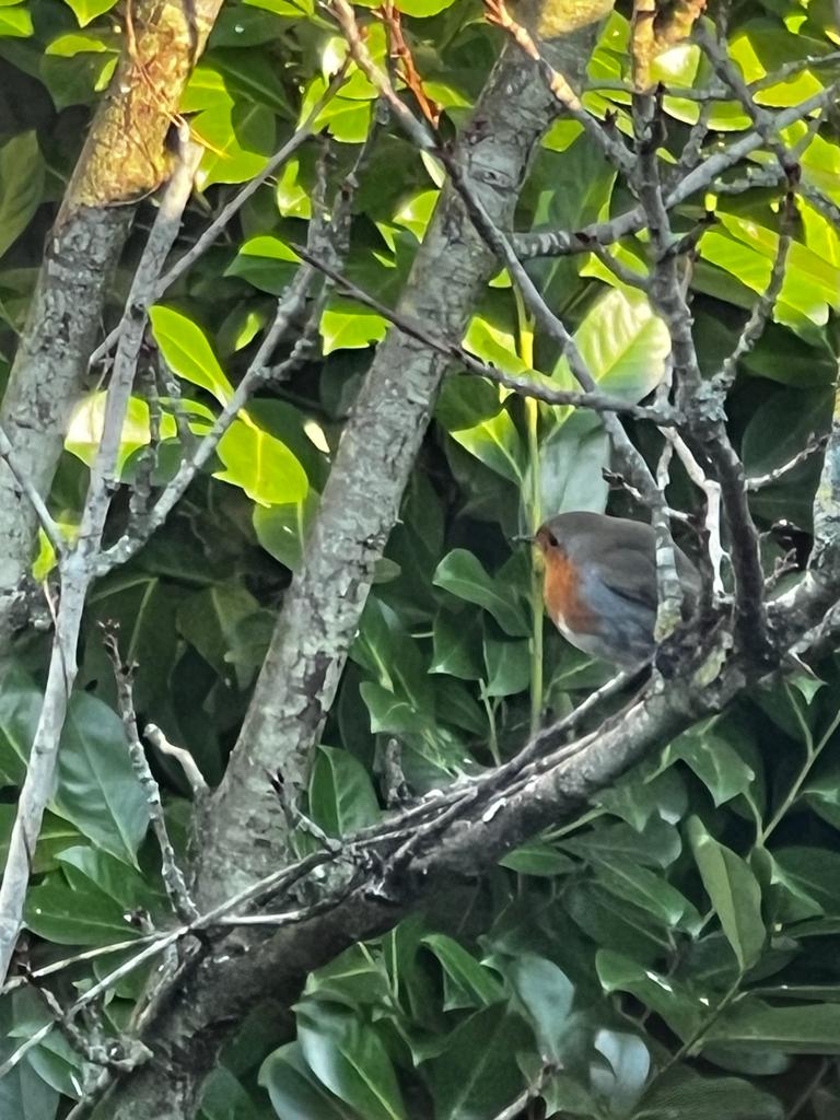 The Red Red Robin Rockingham Forest Park