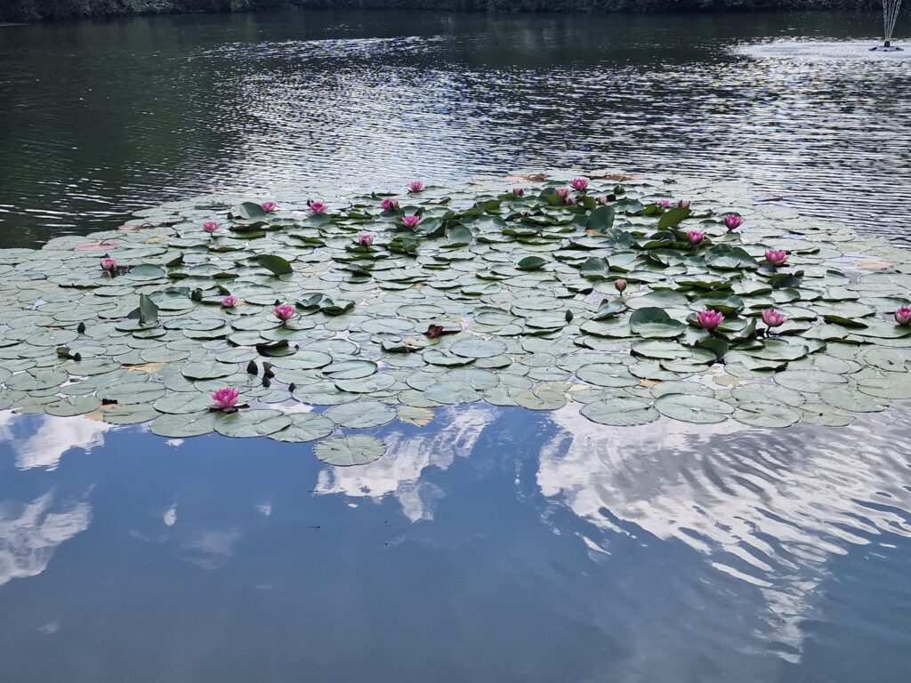 Water lilies in flower
