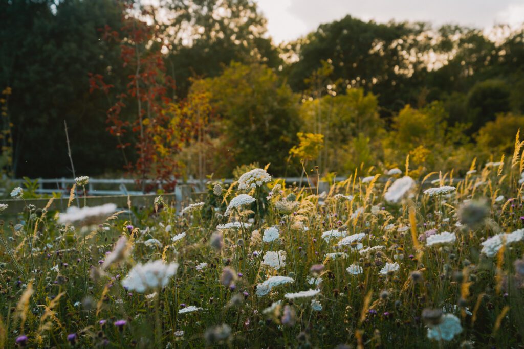 The park