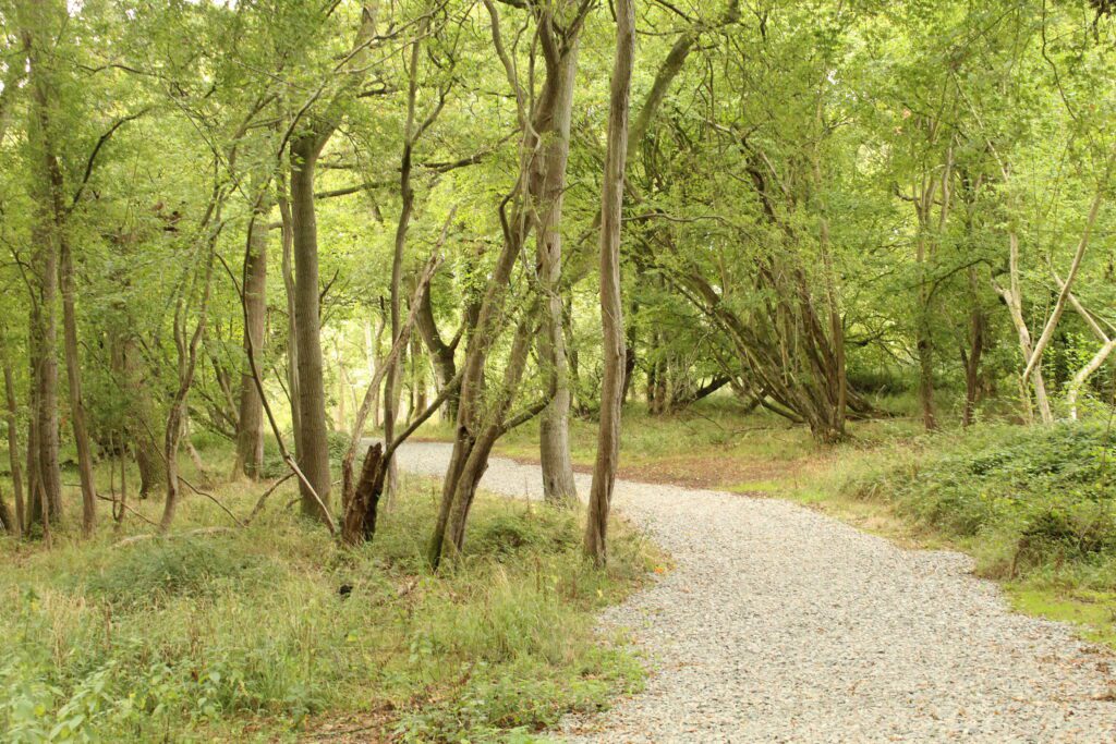 A gravel path curving away between slim trunks in the woodland
