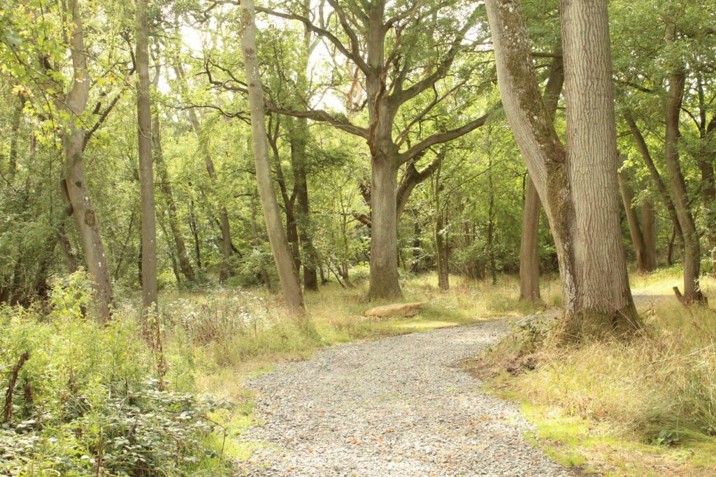 A broad gravel path running between mature oaks in the woodland
