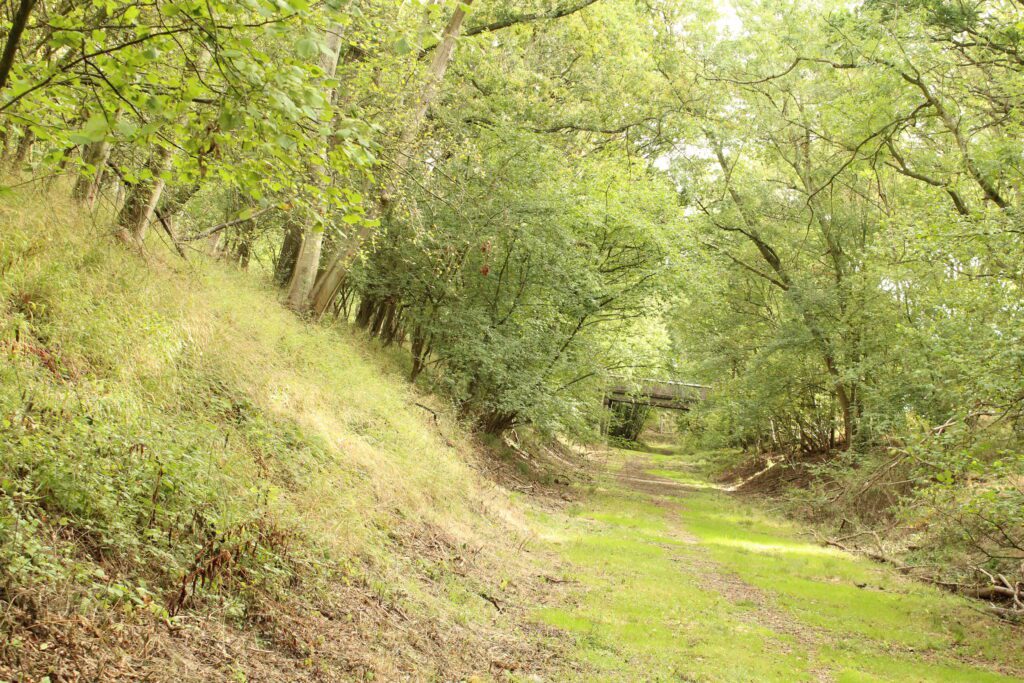 The old railway cutting, with grassy embankments either side of the track bed and trees closed over the top