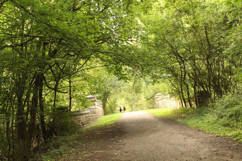 The old railway cutting on the Railway Ramble at Rockingham Forest Park, a level path running between mature trees