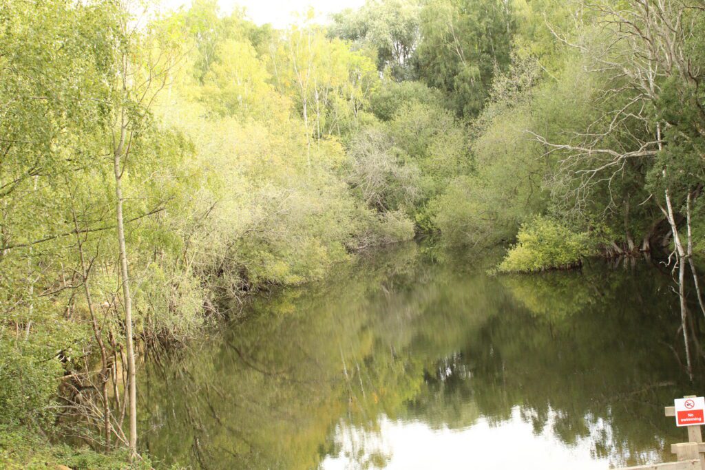 Turkey Lake at Rockingham Forest Park, still water reflecting the willows on the far bank