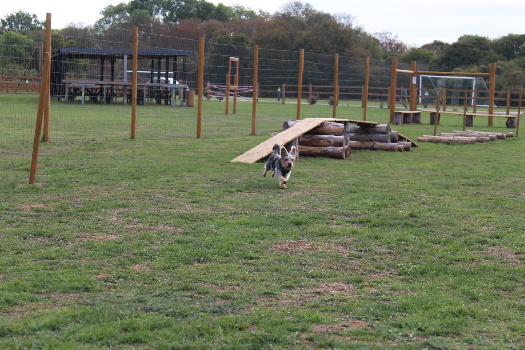 The fenced dog park at Rockingham Forest Park, a collie running across the grass past the agility ramp and log obstacles, with the shelter behind