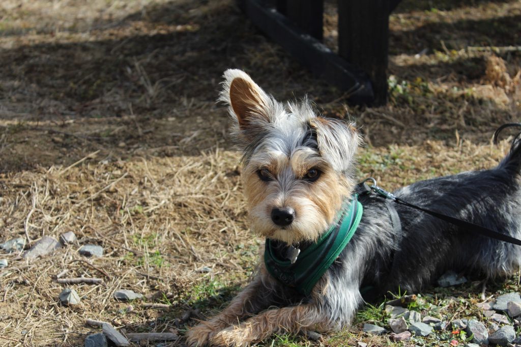 A terrier in a green harness on a lead at the edge of the dog park at Rockingham Forest Park